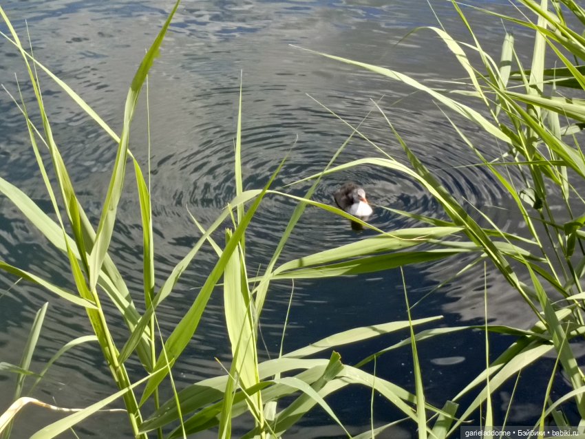 Летопись Октопуса часть 9 (фото 7)