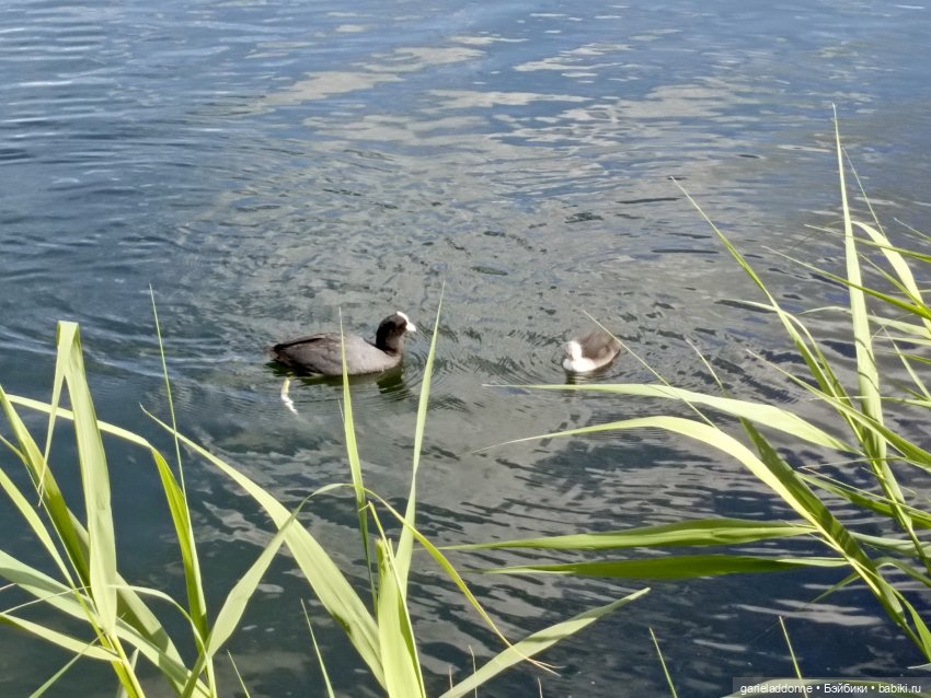 Летопись Октопуса часть 9 (фото 6)