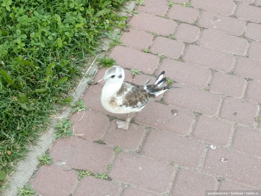 Летопись Октопуса часть 11