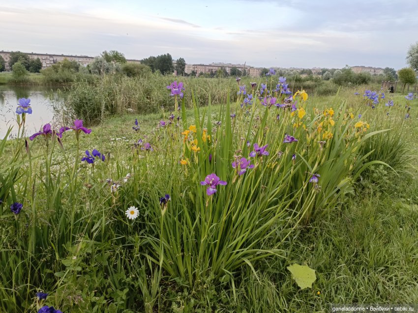 Летопись Октопуса часть 12