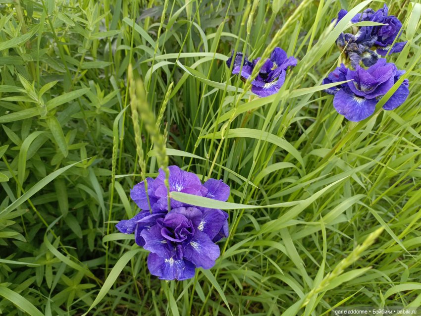 Летопись Октопуса часть 12 (фото 5)