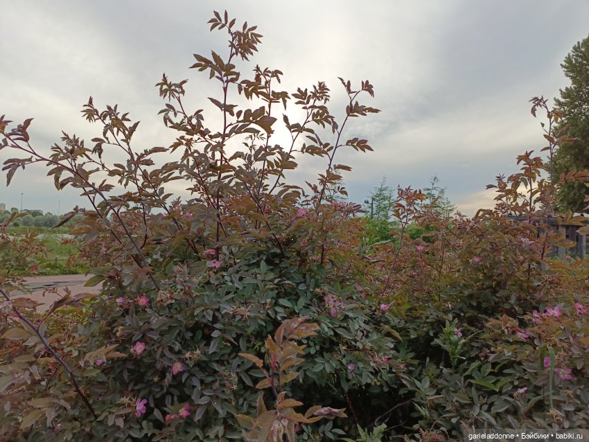 Летопись Октопуса часть 12