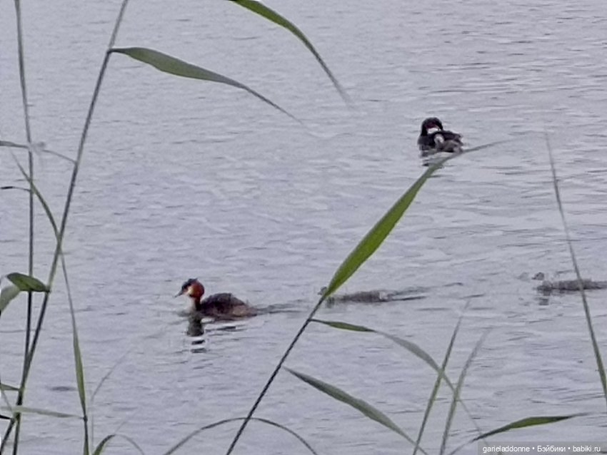 Летопись Октопуса часть 12 (фото 9)