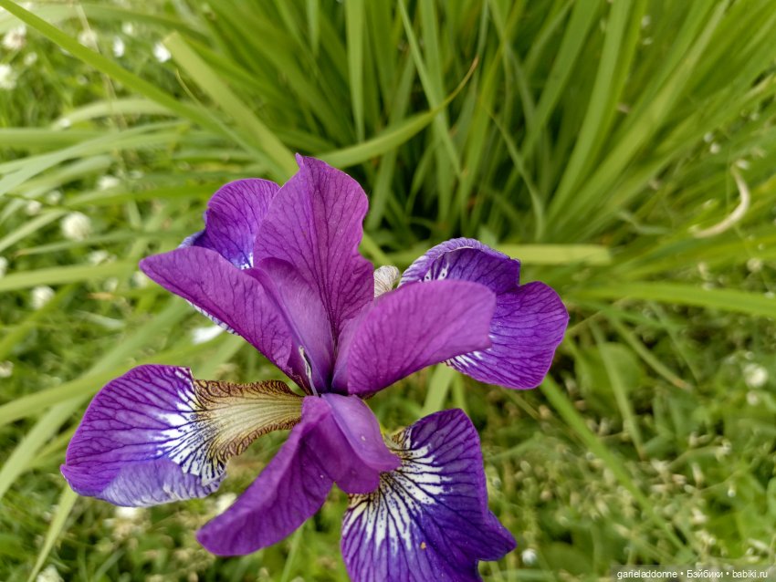 Летопись Октопуса часть 12