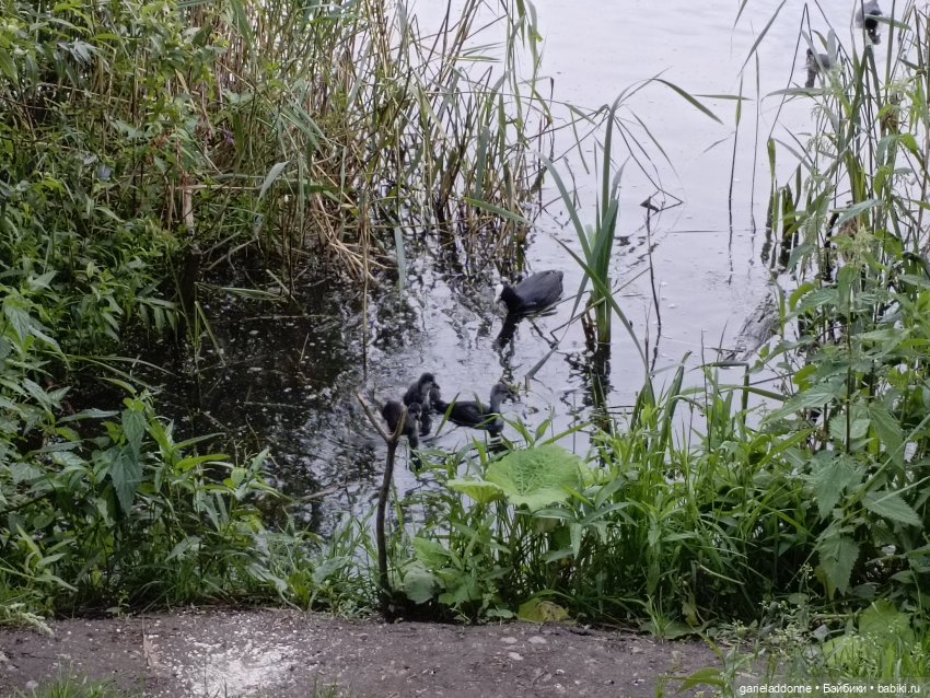 Летопись Октопуса часть 12 (фото 2)