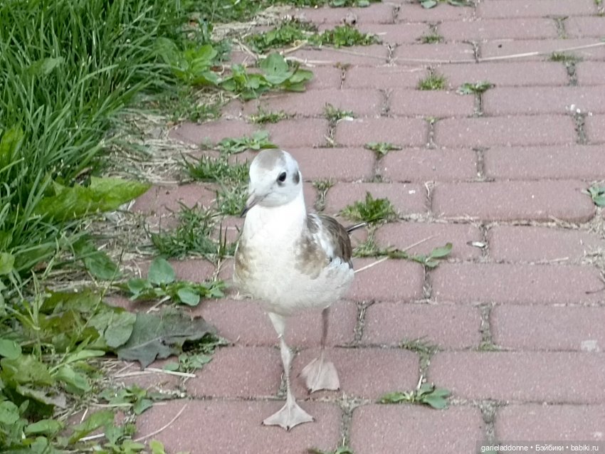 Летопись Октопуса часть 11