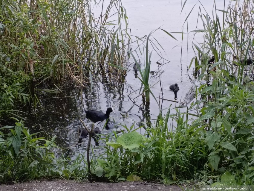 Летопись Октопуса часть 12 (фото 3)