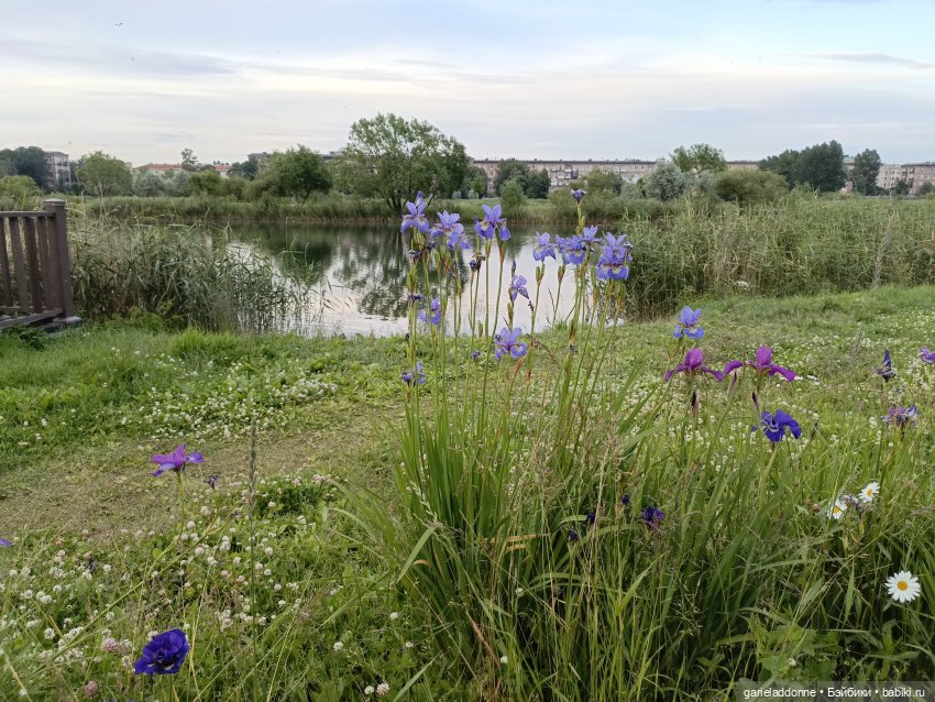 Летопись Октопуса часть 12