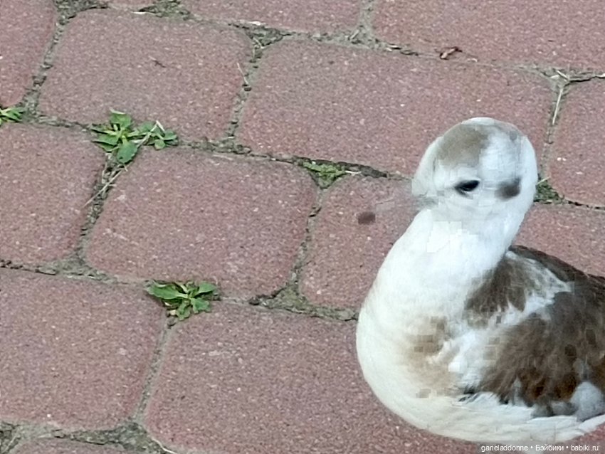 Летопись Октопуса часть 11