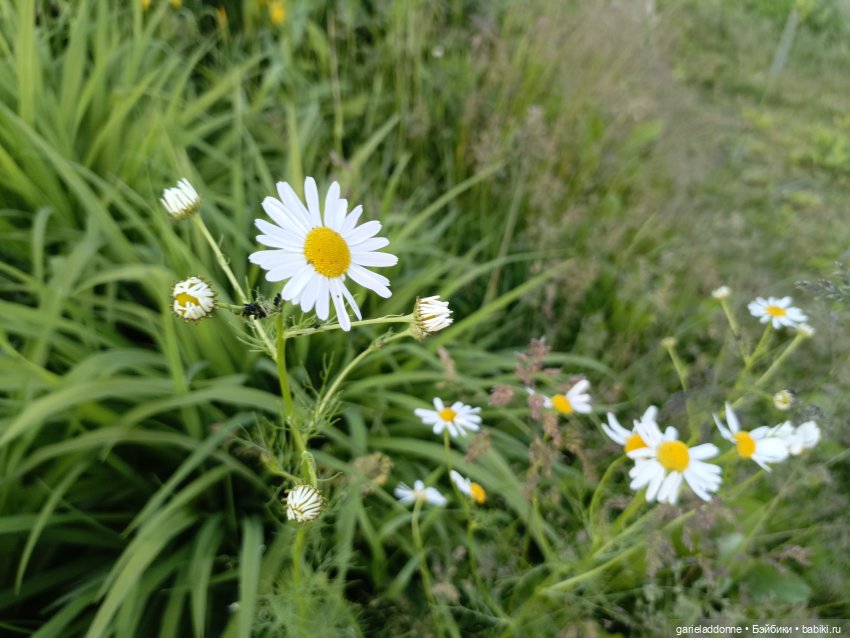 Летопись Октопуса часть 12 (фото 8)