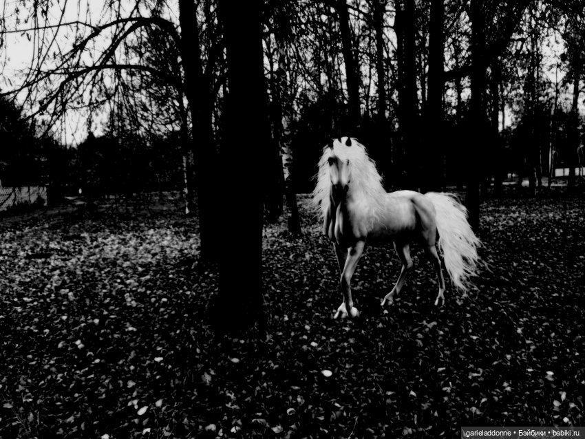 Темный лес — Туризм и путешествия: фотоотчеты из поездок (фото 5)