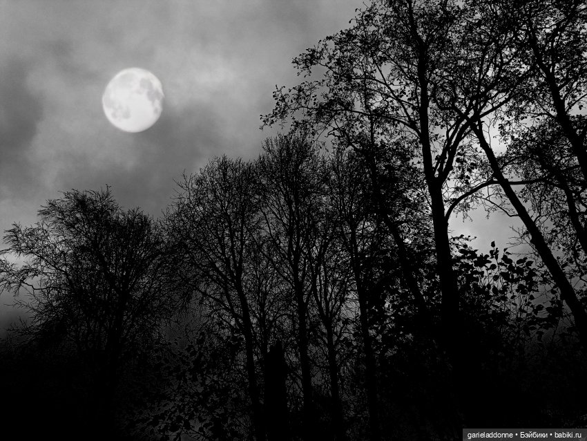 Темный лес — Туризм и путешествия: фотоотчеты из поездок