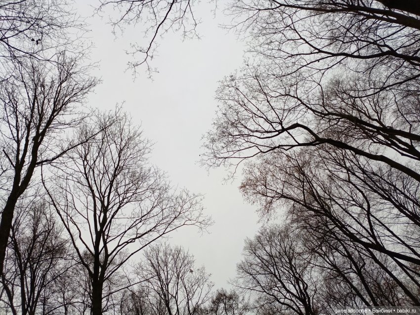 Последний день Осени. Прогулка с Конем и Псом (фото 6)