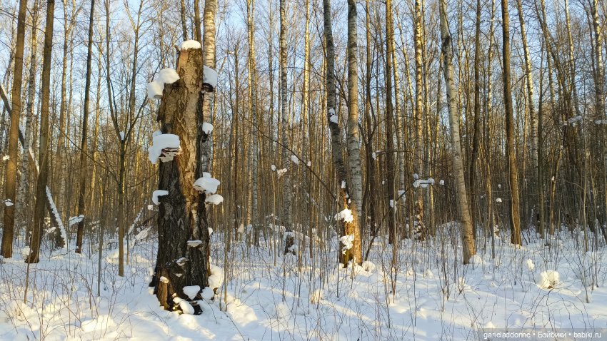 Дожили до весны | Бэйбики Дожили до весны — Проба пера: рассказы (фото 3)