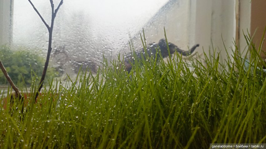 Для прекрасных леди!( В поисках обетованной земли)