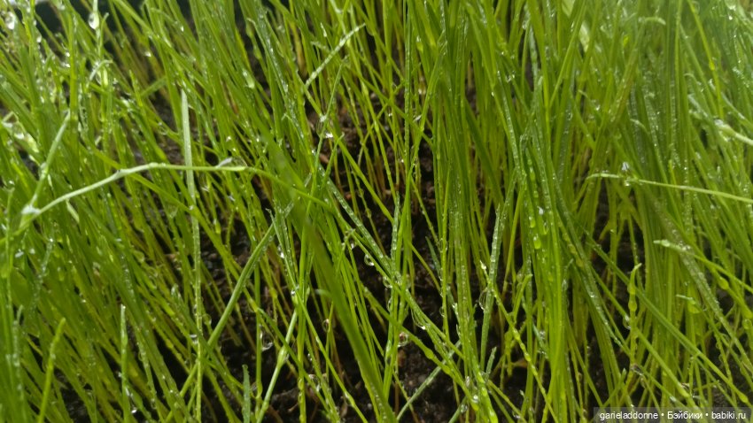 Для прекрасных леди!( В поисках обетованной земли)