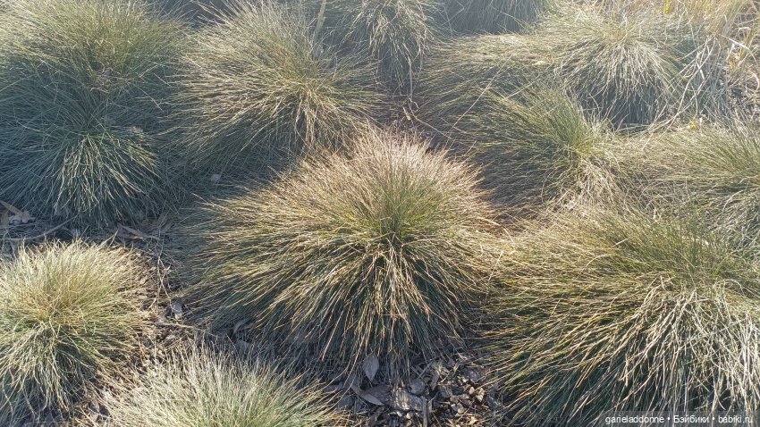 Костяные свистки 1 часть — Зарисовки из кукольной жизни: фотоистории