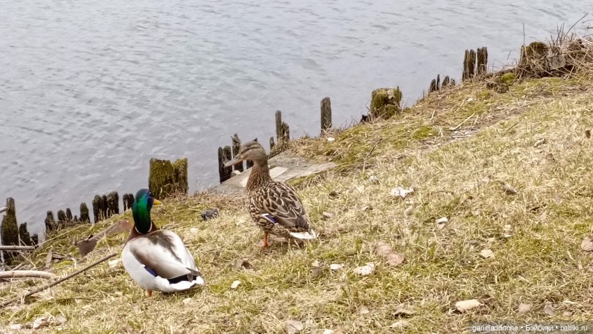 Костяные свистки 3 часть — Зарисовки из кукольной жизни: фотоистории
