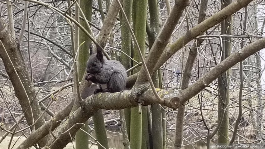 Костяные свистки 3 часть — Зарисовки из кукольной жизни: фотоистории
