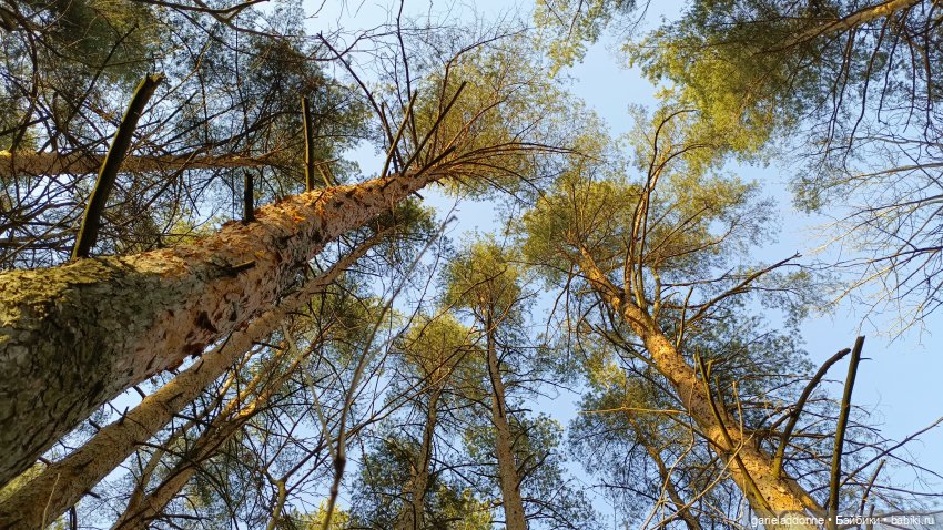 Ведьмочка гуляет в лесу — Туризм и путешествия: фотоотчеты из поездок (фото 7)