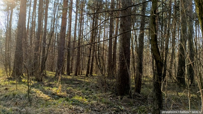 Ведьмочка гуляет в лесу — Туризм и путешествия: фотоотчеты из поездок (фото 6)