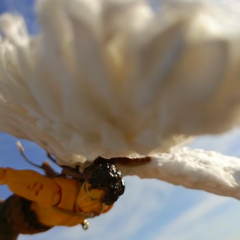 Костяные свистки 6 часть