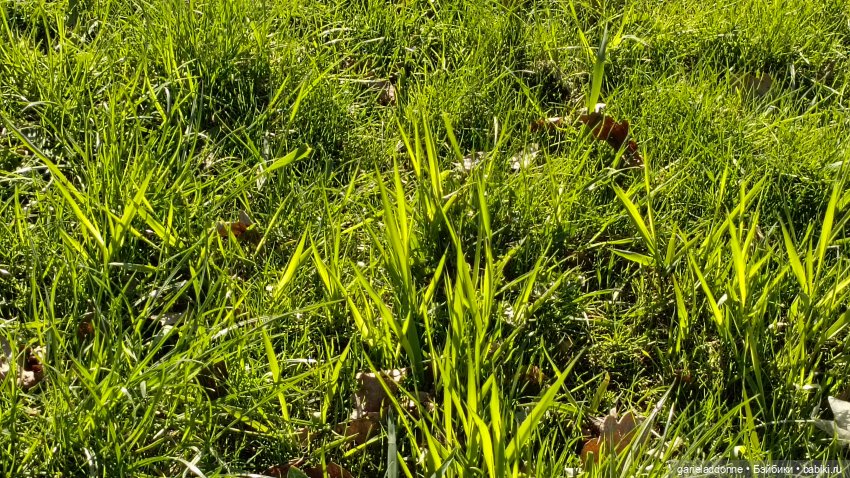 Костяные свистки финал — Зарисовки из кукольной жизни: фотоистории (фото 3)