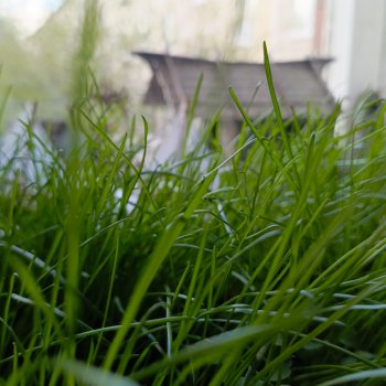 Костяные свистки финал