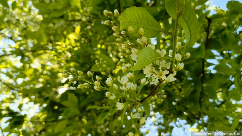 Шуршун — Культура