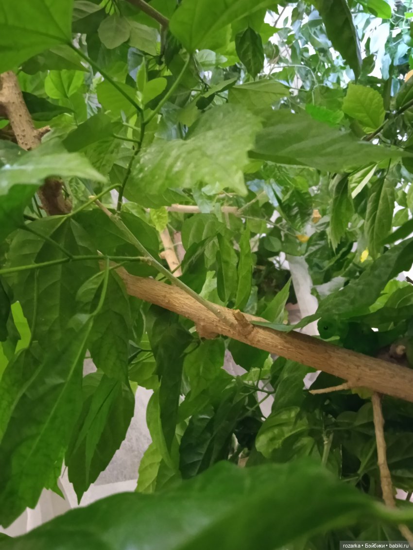 Гибриды шарнирных кукол (не БЖД): подбор тела (фото 8)