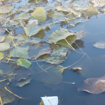 Без лужи никуда