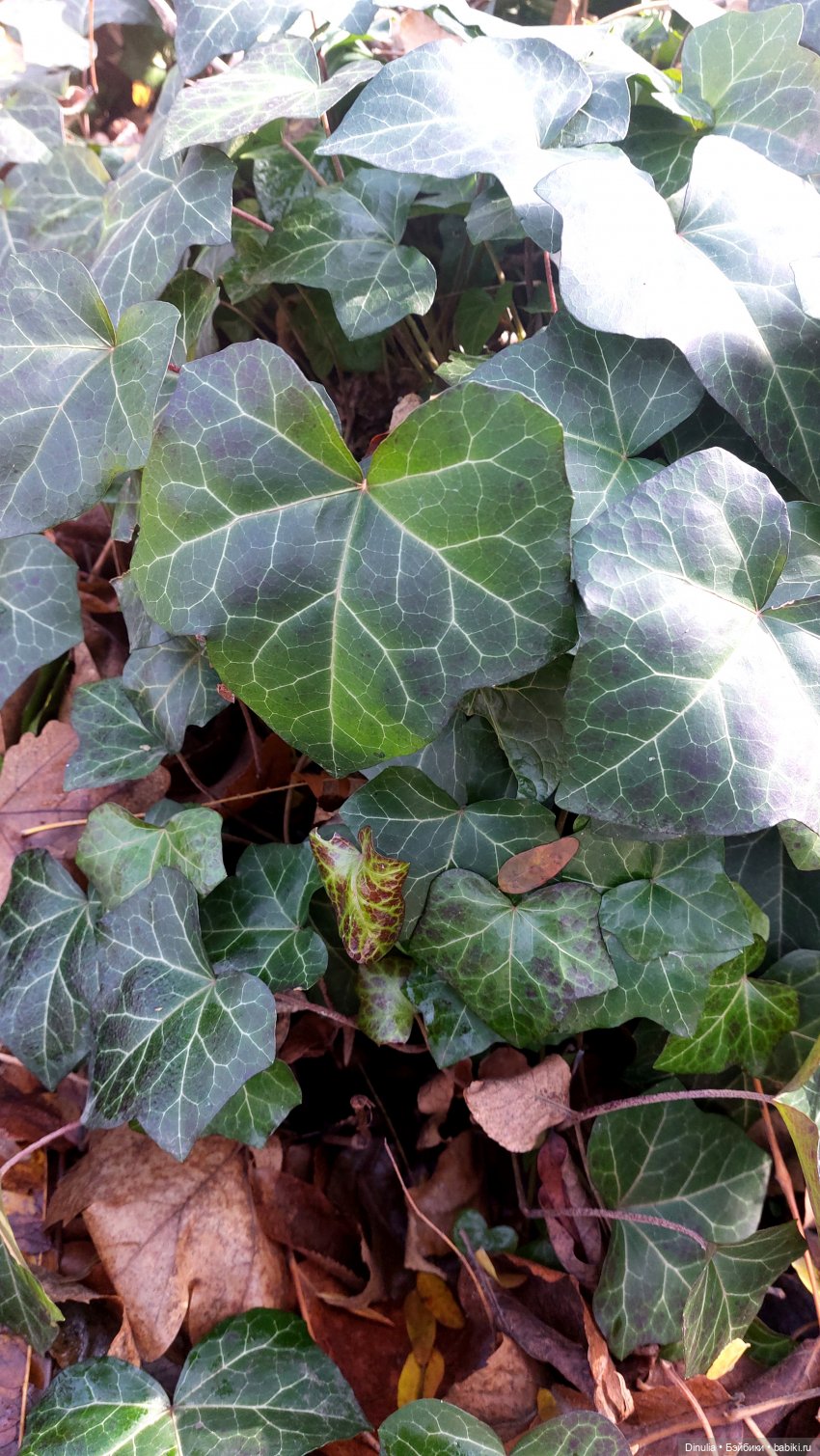 Тайны осеннего леса. Часть 2