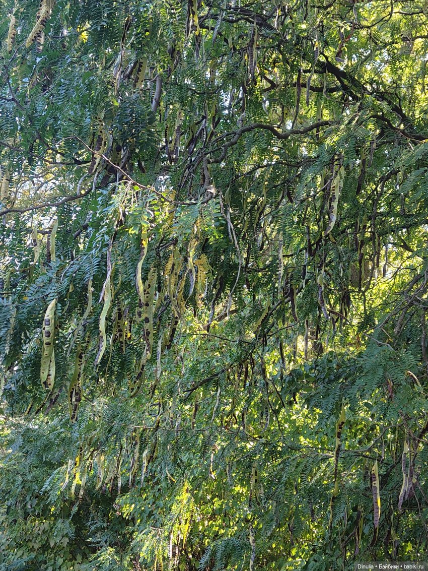 Саша и Маша | Бэйбики Саша и Маша — Куклы с Алиэкспресс (Aliexpress): Китайские шарнирные