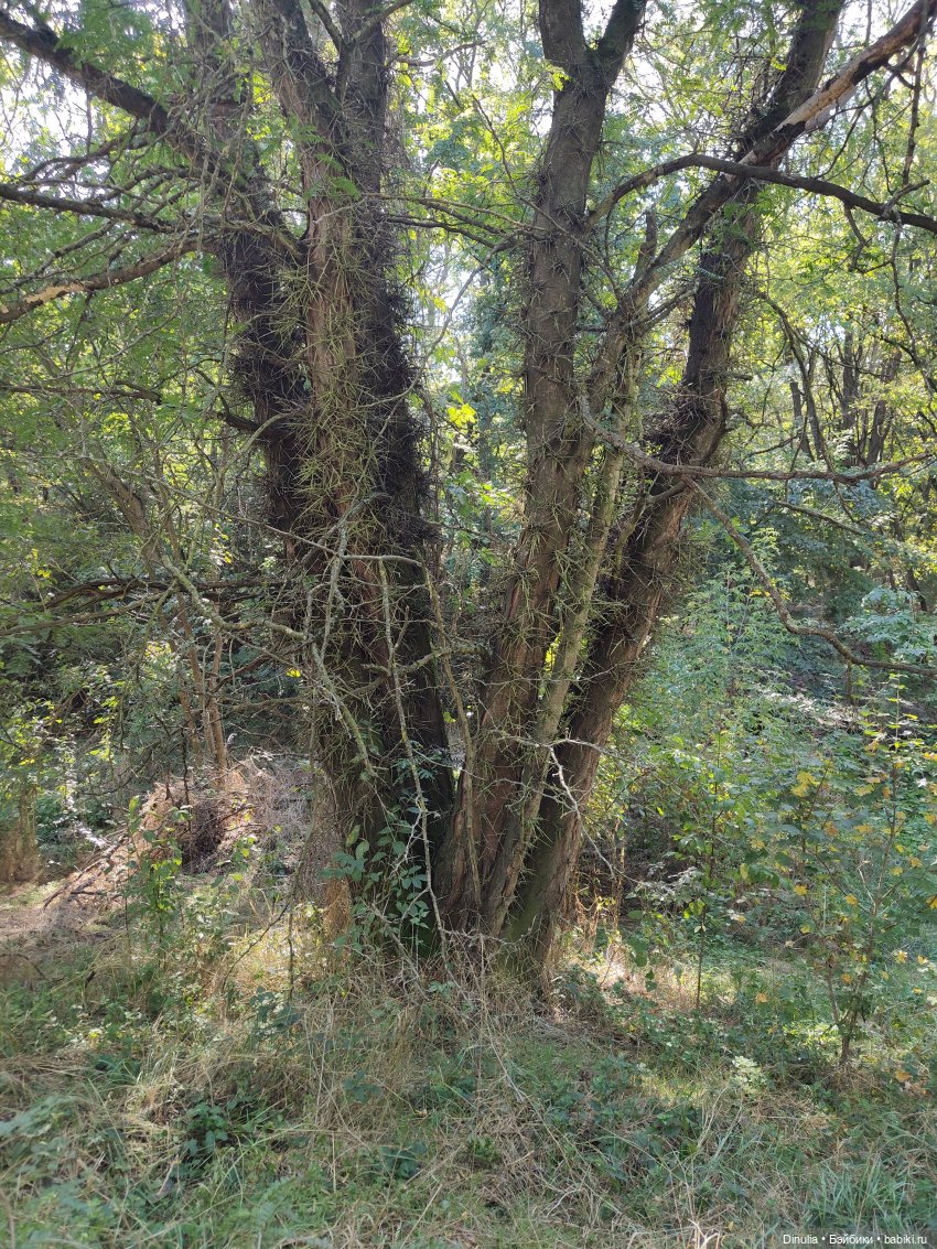 Саша + Маша | Бэйбики Саша + Маша — Куклы с Алиэкспресс (Aliexpress): Китайские шарнирные