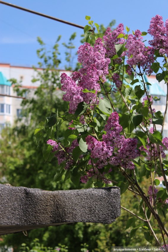 Цветущая сирень | Бэйбики Цветущая сирень — Куклы Integrity Toys (Интегрити): Poppy Parker (фото 2)