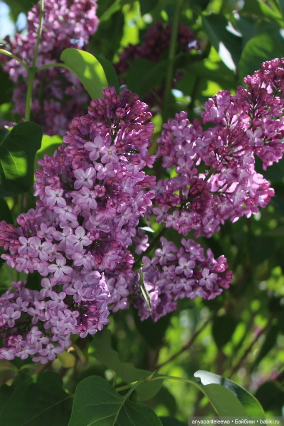 Цветущая сирень | Бэйбики Цветущая сирень — Куклы Integrity Toys (Интегрити): Poppy Parker (фото 3)