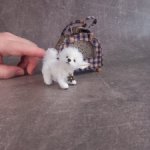 Миниатюрный щеночек Бишон Фризе