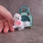 Миниатюрный Бишон Фризе с бантом