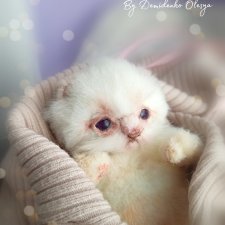 Кошечка Аврора 🌸