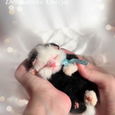 Тедди котик