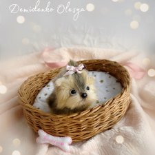 Йоркширский терьер Эмми