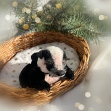 Малыш барсук