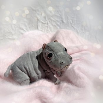 Бегемотик Оливка