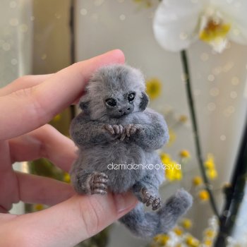 Мармозетка Пума ❤️✨