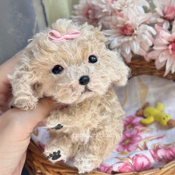 Щенок мальтипу Нинель 💖