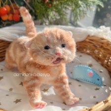 Котёнок Алекс 🧡🐱