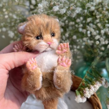 Котёнок Манго 🥭