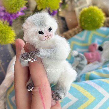 Обезьянка мармозетка 💚🐒