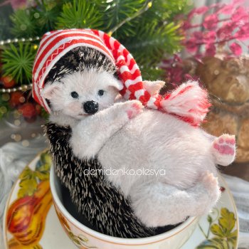 Маленький ёжик 🦔✨