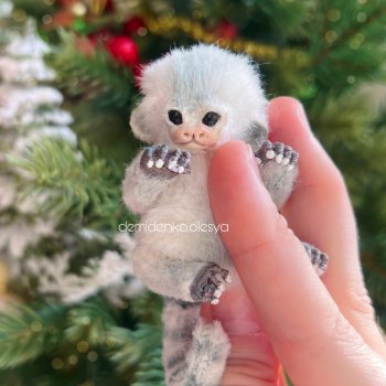 Миниатюрная обезьянка игрунка Орлуша